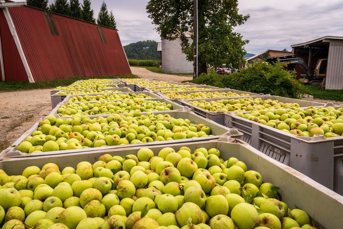 A Beginner's Guide to Somerset Cider Heritage: Orchards, Pressing, and Farmhouse Traditions